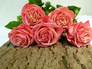ROSE BUBBLEGUM HOLLANDS 55